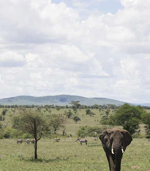 Elephant in savannah