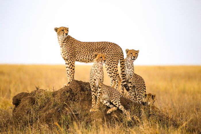3-Days Tanzania Safari to serengeti and ngorongoro adventure